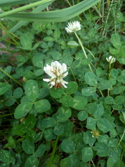 Trifolium repens