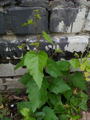 Betula pendula