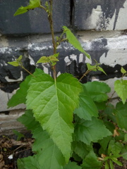 Betula pendula