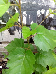 Betula pendula