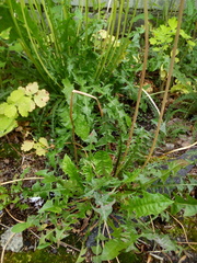 Taraxacum officinale