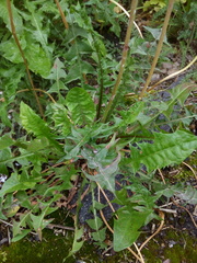Taraxacum officinale