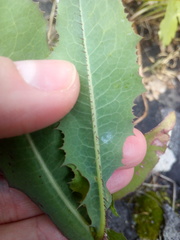 Lactuca serriola