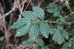 Elatostema parvum