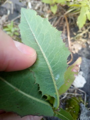 Lactuca serriola