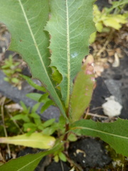 Lactuca serriola