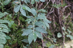 Elatostema parvum