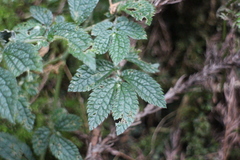 Elatostema parvum