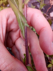 Lactuca serriola