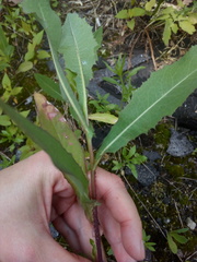 Lactuca serriola