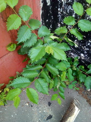 Ulmus laevis