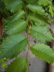 Ulmus laevis