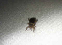 Mitrastethus australiae