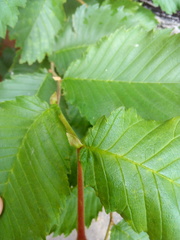 Ulmus laevis