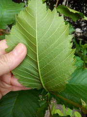 Ulmus laevis