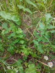 Pastinaca sativa