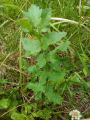 Pastinaca sativa