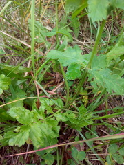 Pastinaca sativa