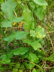 Pastinaca sativa