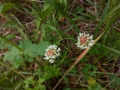 Trifolium repens
