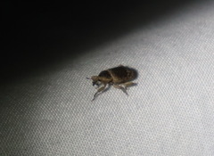 Mitrastethus australiae