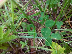 Trifolium repens