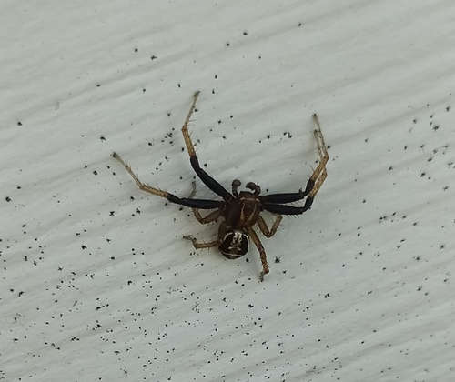 Photo of Swamp Crab Spider (Xysticus ulmi)
