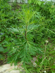 Artemisia vulgaris