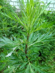 Artemisia vulgaris