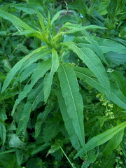 Chamaenerion angustifolium