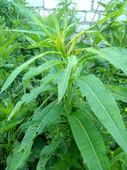 Chamaenerion angustifolium