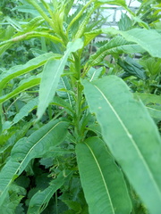 Chamaenerion angustifolium