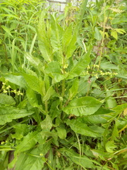 Cichorium intybus