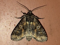Apamea amputatrix
