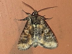 Apamea amputatrix