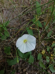 Convolvulus arvensis