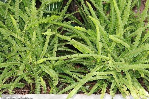Nephrolepis cordifolia var. pumicicola