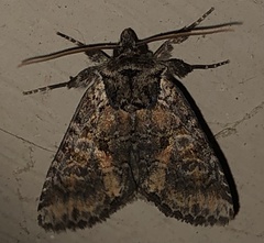 Apamea amputatrix