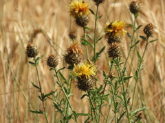 Centaurea collina