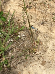 Enallagma cyathigerum