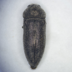 Acmaeodera brevipes