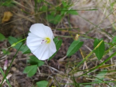 Convolvulus arvensis