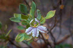 Goodenia grandiflora