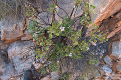 Goodenia grandiflora