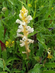 Orobanche picridis