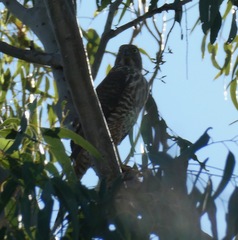 Accipiter fasciatus