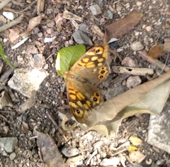 Pararge aegeria