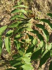 Ailanthus altissima