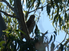 Accipiter fasciatus