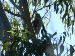 Accipiter fasciatus